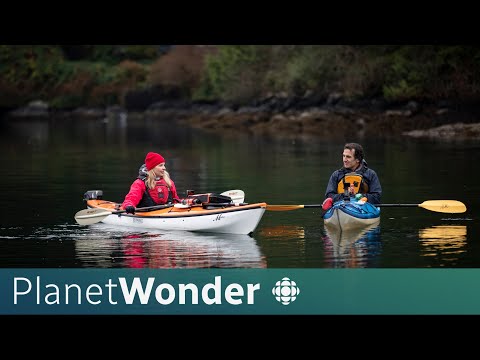 How the ocean moves | planet wonder