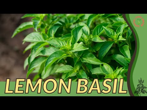 Video: Zelišča limonine bazilike: Več o informacijah in oskrbi z limonino baziliko gospe Burns