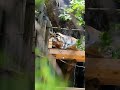 😴꿀잠 자는 백두와 금강🐅🐅(25.6.11) #서울대공원호랑이