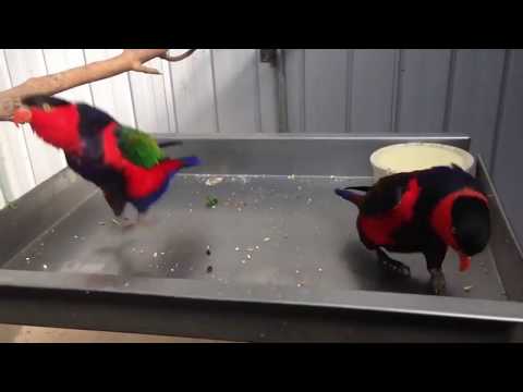 funny-dancing-parrots-(-black-capped-lory)