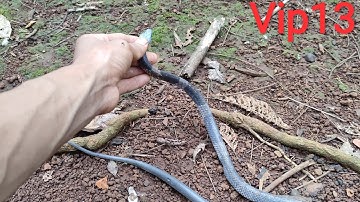 🐍 Rắn Sói Lycodon | Vietnamese Snake Lycodon (Vip13)