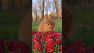 Cute Rabbit ?| Beautiful bunny moments shorts bunny viral