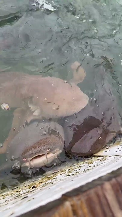 Hand feeding nurse sharks in the Florida keys #floridakeys #sharks #