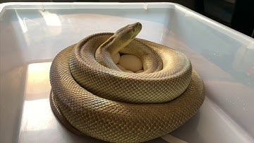 Pulling a clutch of carpet python eggs!!