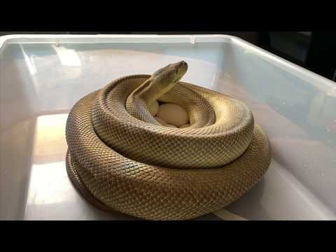 Pulling a clutch of carpet python eggs!!