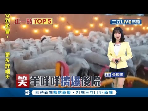 哭笑不得！女兒想看羊 爸爸打開後門百隻羊衝進來擠爆後院｜主播 張珈瑄｜【新聞正一點】20190502｜三立新聞台