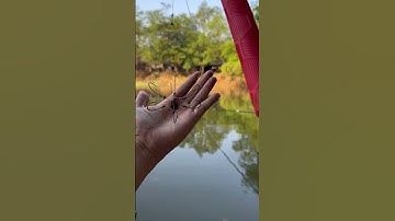 CÂU LỤC NHÀM | VỚI DÒNG LỤC TỰ ĐÓNG CÁ NÀY? #lucbenh