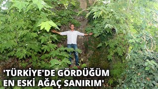 Zamana Meydan Okuyan Dev Çınar Ilgi Odağı Oldu
