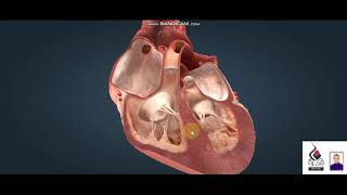 كيف يعمل القلب 3d | أحمد ناجي
