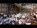 A Farm Of 1000 Local Pigeons Or 500 Collective Pigeons Or 250 Meat Pigeons See The Difference 