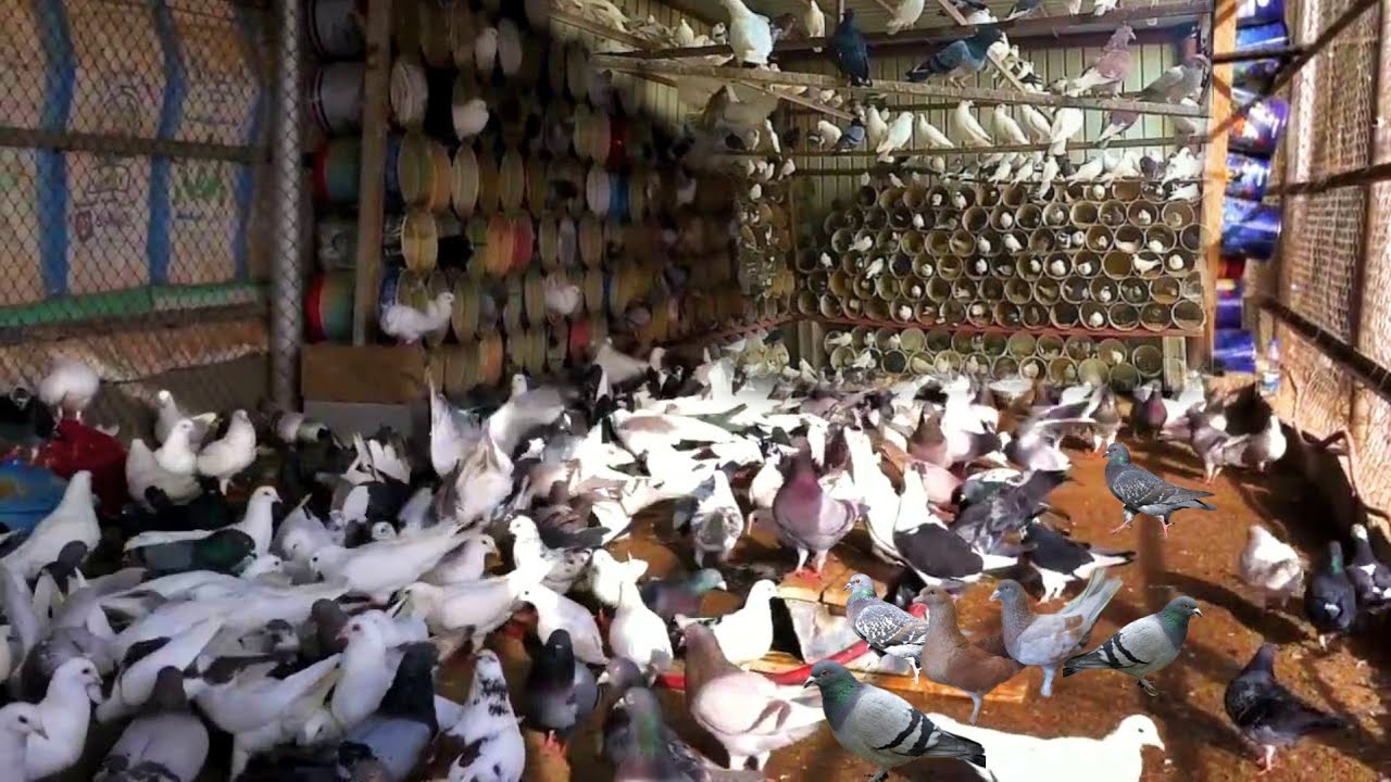 مزرعه 1000 جوز حمام بلدي او 500 جوز جمعيه او 250 جوز لاحم |شوف الفرق