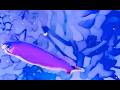 フジイロサンゴアマダイ Purple sand tilefish Hoplolatilus purpureus