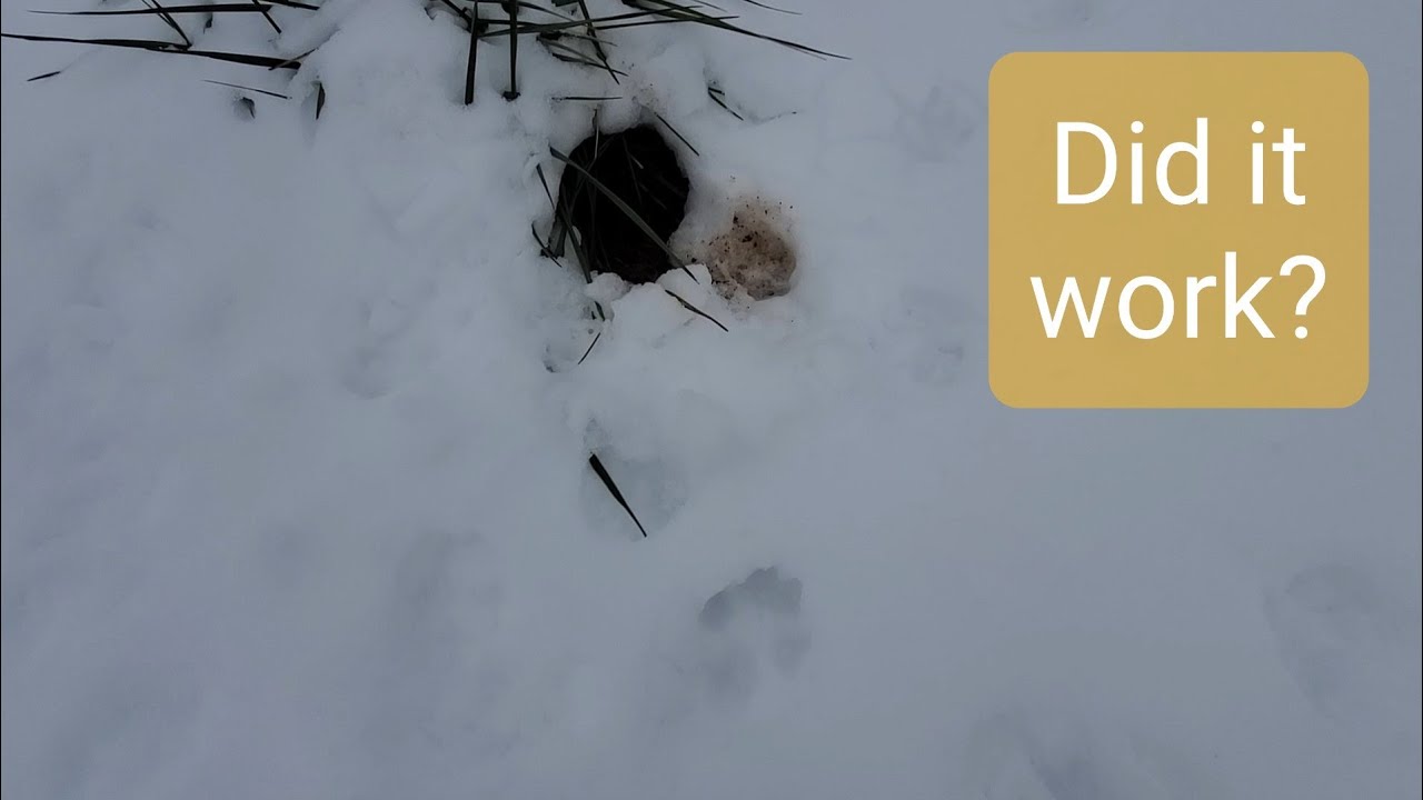 Fox/Coyote Trapping 2020: Pre-bait check