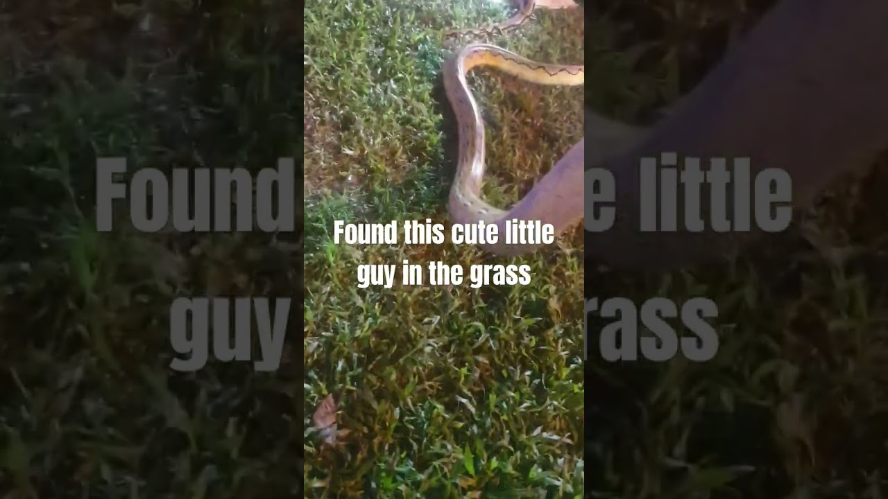 The boys found a cat 