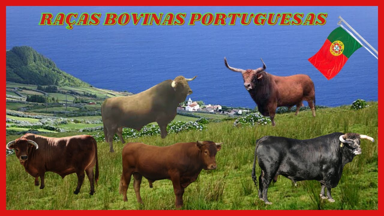 Explorando a Pecuária Portuguesa: As 5 Raças Bovinas Mais Proeminentes!