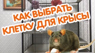 Выбор клетки для крыс. Новая клетка для крысы. Размер клетки для крысы