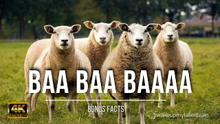 🐑 Sheep and Lambs Baaing Sounds | 🕙 10 Hours | 4K UHD | For Sleep, Relax | Dog TV | Bonus Facts