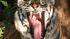 INSIDE THE TIGERS MOUTH