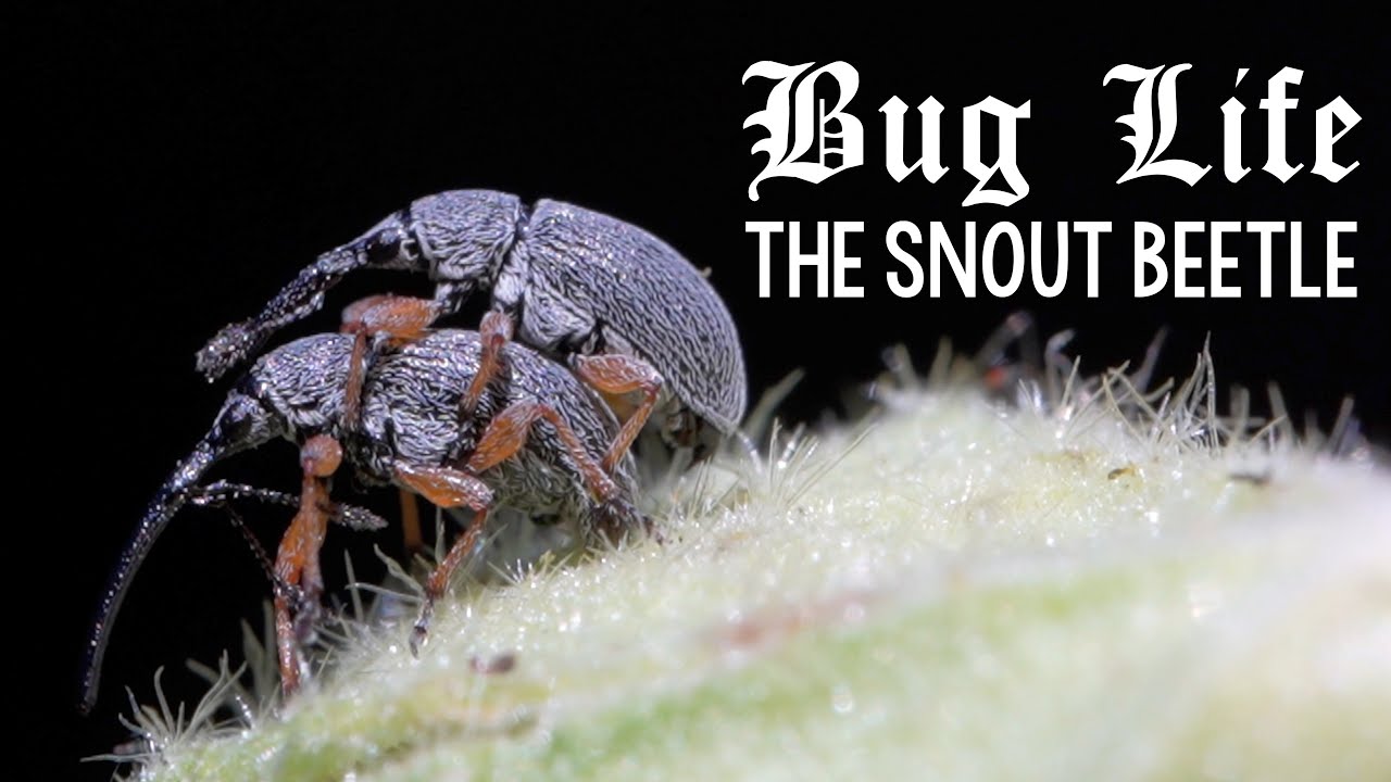 The Laziest Creature You've Never Seen: The Male Snout Beetle