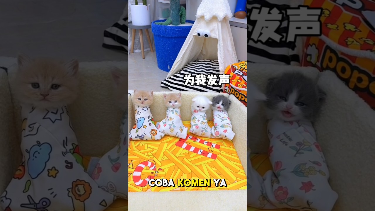 para Anabul ngumpet di kamar Babu 