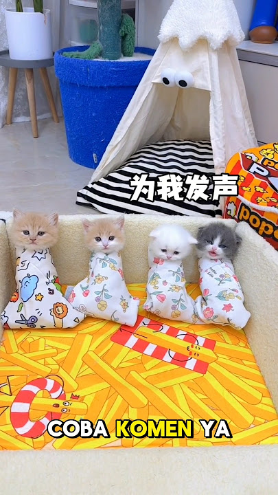 para Anabul ngumpet di kamar Babu #shorts #kucinglucu #kucing #shortsindonesia