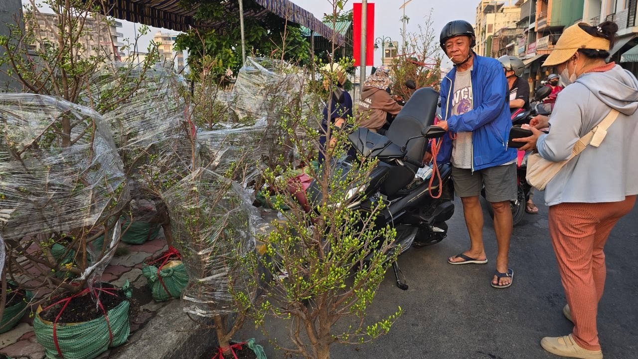 Nhà vườn xả hàng mai siêu nụ trên Bến Bình Đông Sài Gòn, 300k 400k giá nào cũng có