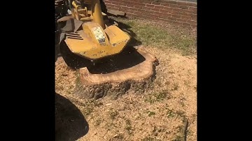 HUGE STUMPS!! Meeting our stump grinder for the first time😱