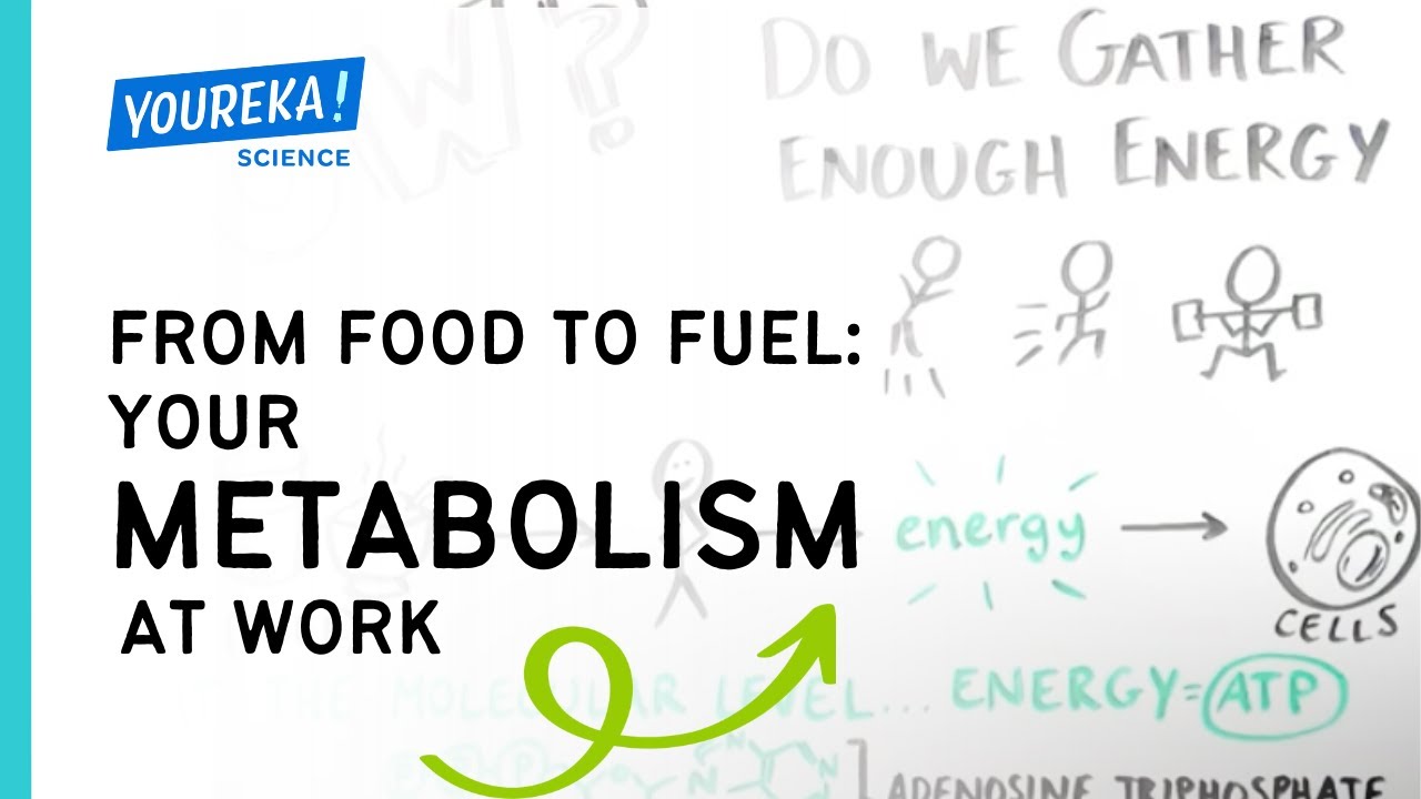 From Food to Fuel Your Metabolism at Work YouTube