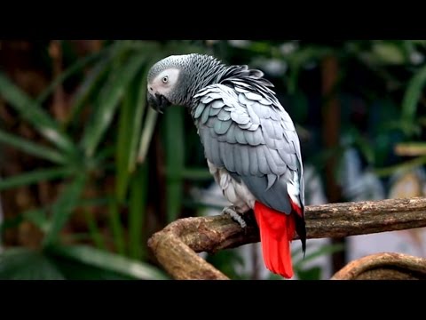 African Grey Parrot: Species in Decline (English)