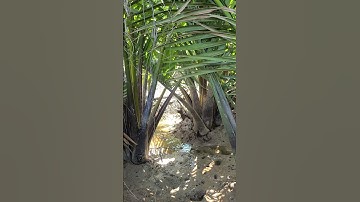 #shorts DỪA NƯỚC CHỈ TRỒNG ĐƯỢC Ở MIỀN TÂY!? ĐÚNG HAY SAI !?