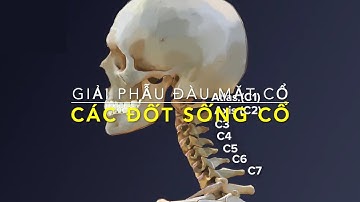 Giải phẫu Đầu Mặt Cổ: Các đốt sống cổ