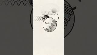 How a solar eclipse warps colors #shorts