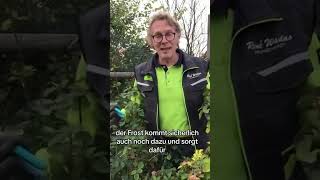 Rosenschnitt im Herbst #garten #herbstanfang #gartenliebe #plants