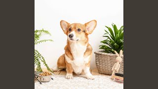 Sprightly Fun Dog Moments