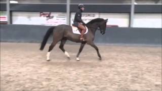 6yo black gelding schooling at home