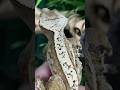 Историю каких видов вам рассказать в новых видео?🦎