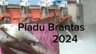 Pladu Sungai Brantas 2024 /Bendungan Wlingi Raya dan Serut