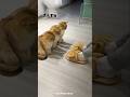 Man Made Special Slippers for His Cats 😺🩴| Cutest Reaction Ever!🙀