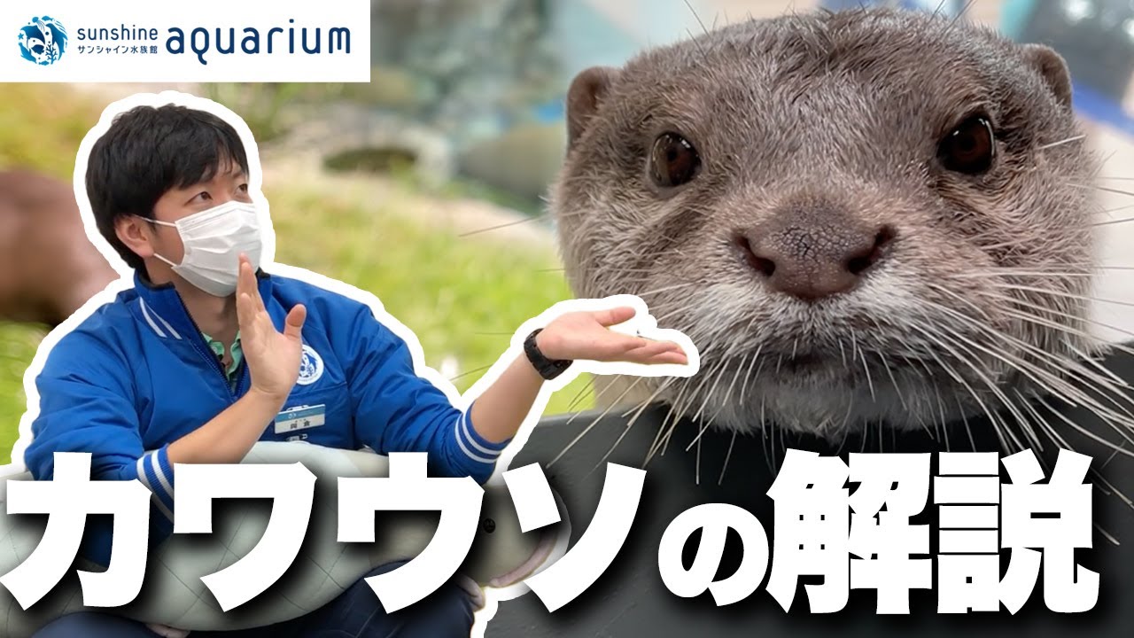 かわうそページ Explanation] Learn everything about otters! The perfect guide to