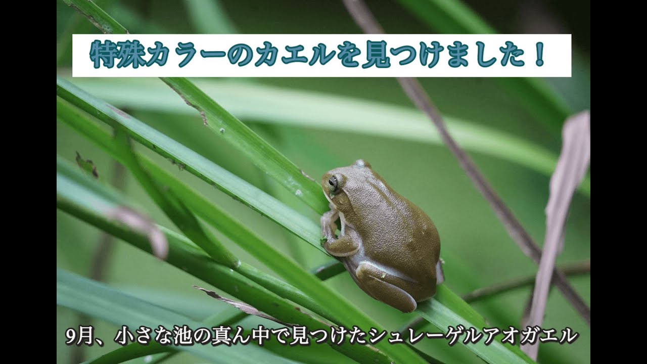 maxresdefault.jpg
