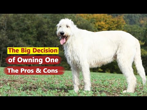 Irish Wolfhound: The Pros & Cons of Owning One