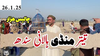 Birds Market New Vlog  Teetar Mandi  Kala Teetar  Irani Teetar  Black Francolin