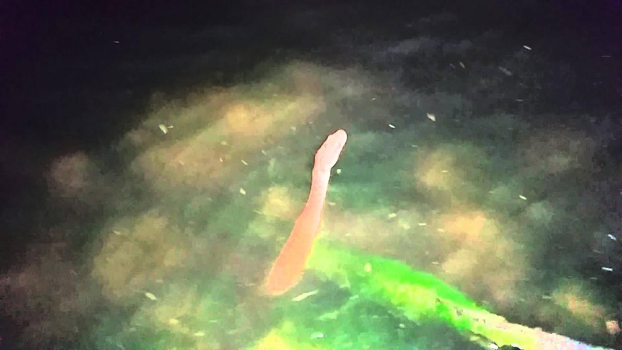 pylera farmacia del ahorro Best use of a selfie stick. Brazos watersnake. Ne