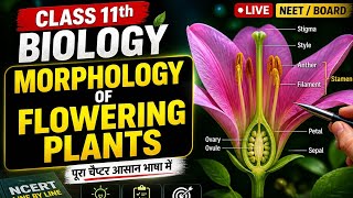 Class 8 Reflection of Light Full Revision 📚 | Science Shorts