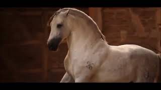 Aliosha Ruzgaev - QUE PASA II Horses II Music video II