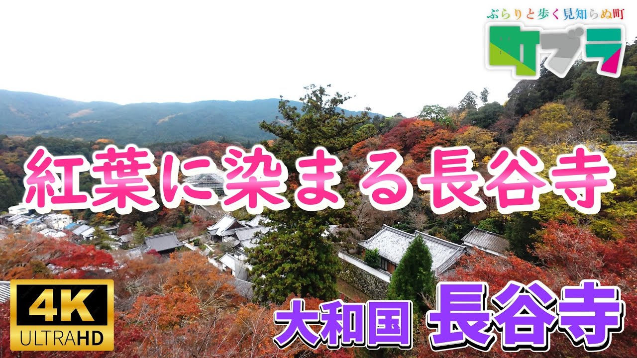 4K【長谷寺で紅葉を楽しむ】奈良県桜井市にある真言宗豊山派総本山「長谷寺」は紅葉の名所です。