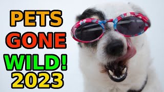 #Pets Gone Wild! Hilarious #Animal Video 2 by Pet Comedy 22 views 1 year ago 5 minutes, 37 seconds