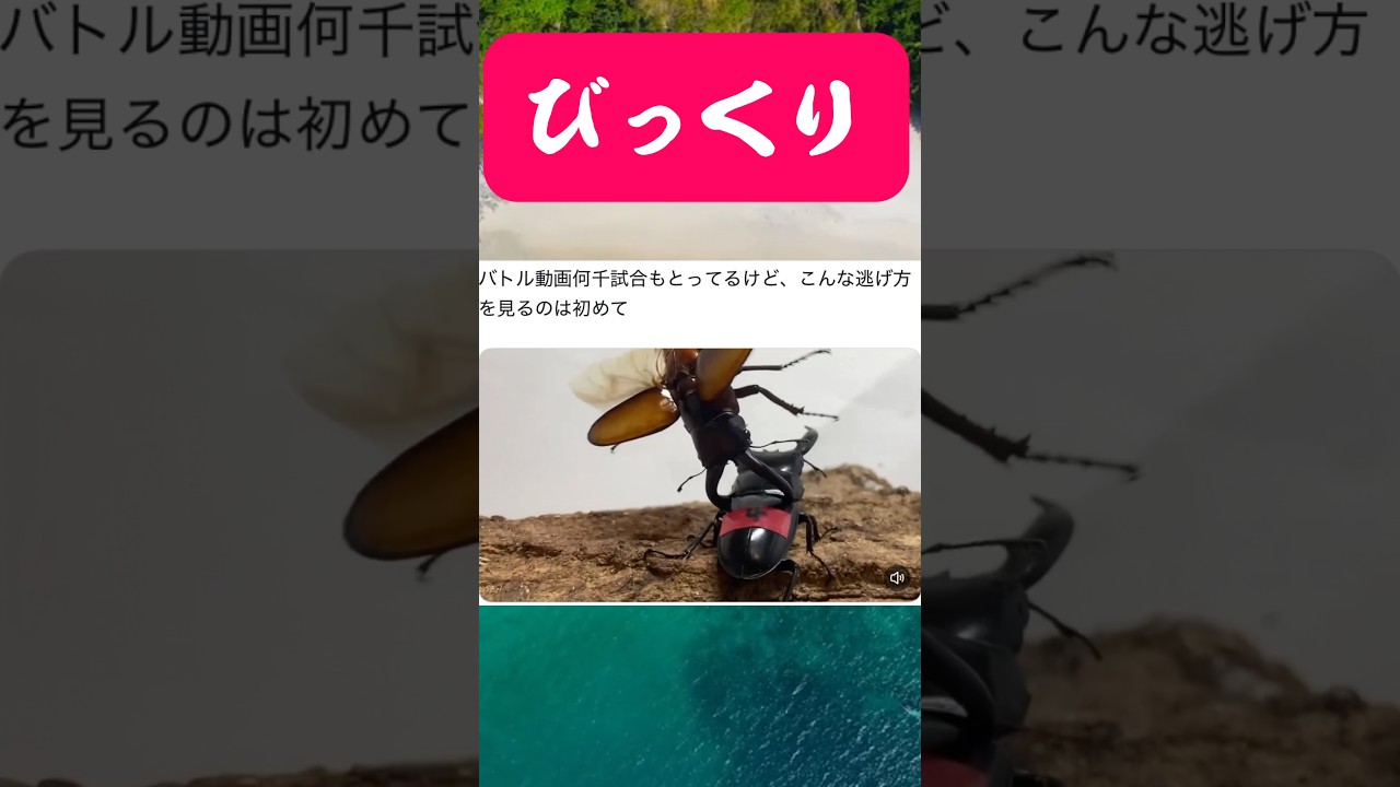 クワガタ相撲の試合中に起きた珍事件　#shortvideo #クワガタ #昆虫 #ムシキング