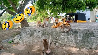 Fake Tiger Prank Monkey | Animal Pranks | Chitti Prank Video