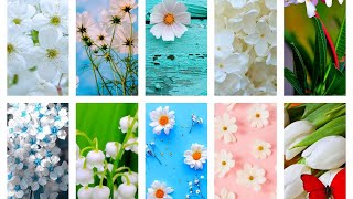 White Flowers Beautiful Wallpapers | Stunning Wallpapers @Nature Beautiful Wallpapers